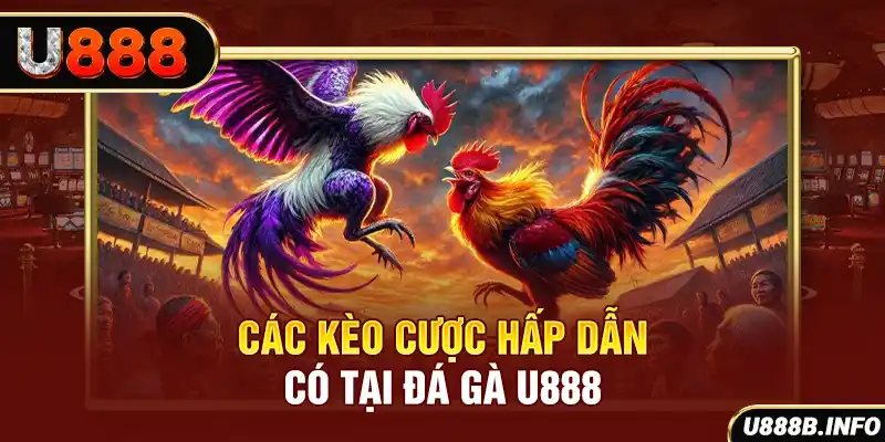 Các kèo cược hấp dẫn có tại đá gà U888
