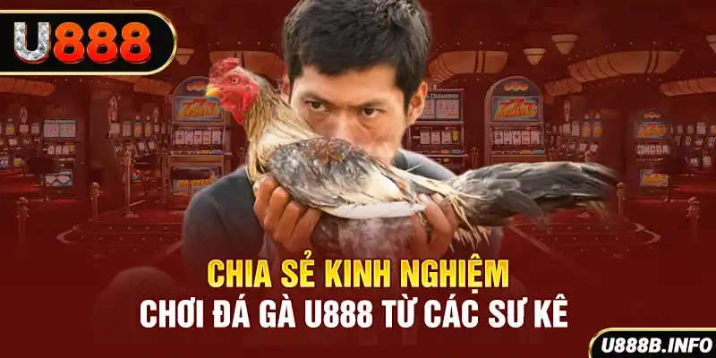 Chia sẻ kinh nghiệm chơi đá gà U888 từ các sư kê